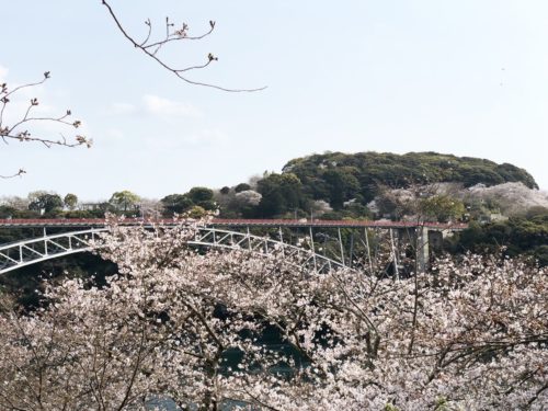 【2019春】お花見シーズン到来！西海橋の桜の開花状況をお届けします！