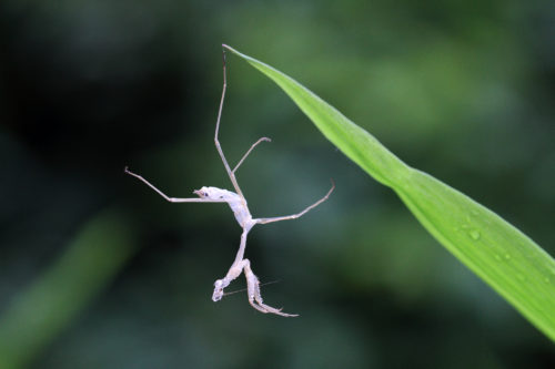 ウエストのおんな、カマキリの抜け殻