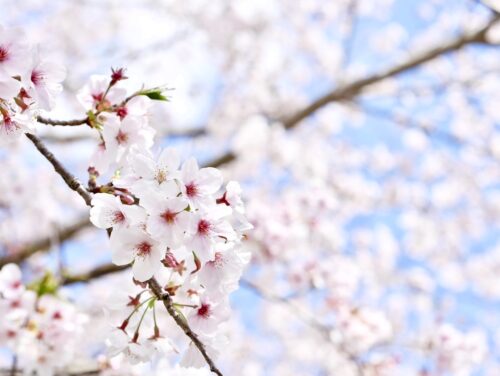 桜の季節がやって来る！西海市内のおすすめスポットを紹介 