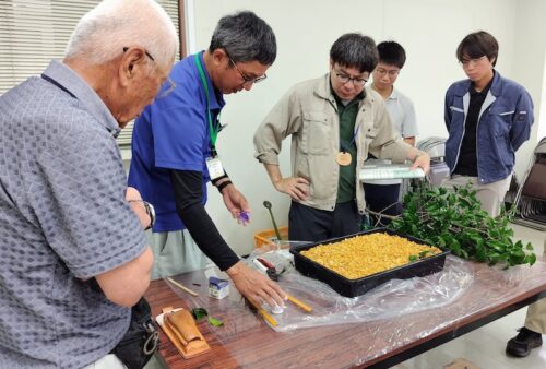 挿し木でツバキの生産量を増やしませんか？￼